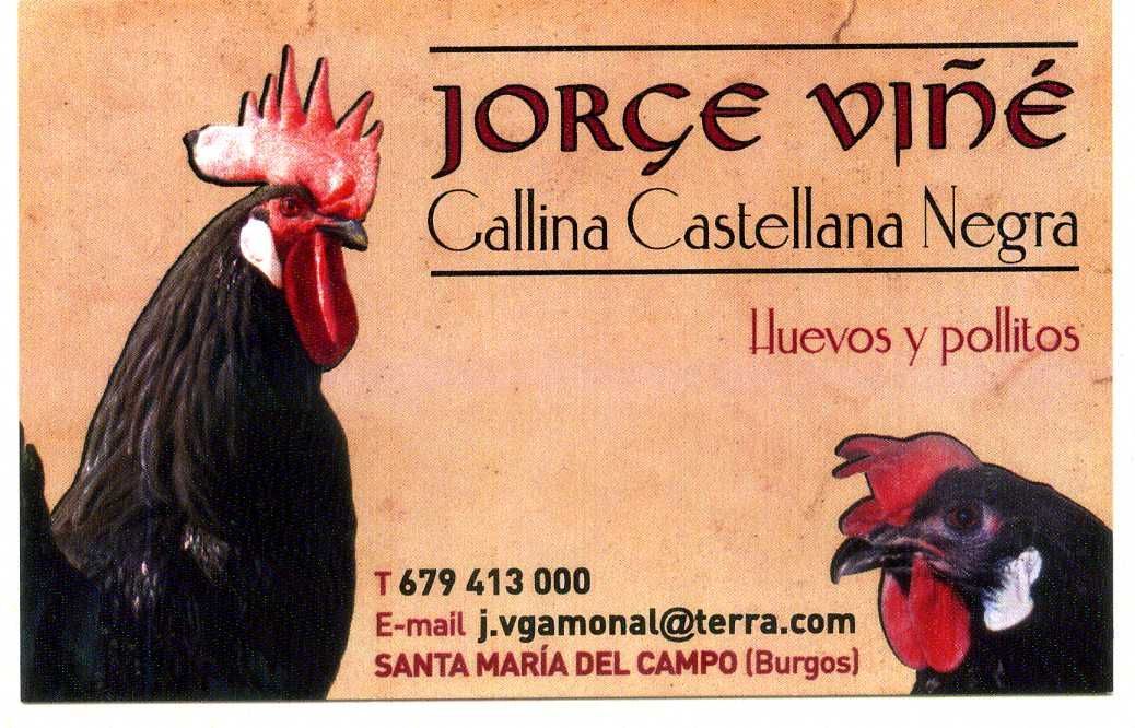 JORGE VIÑE ( Gallina Castellana Negra, huevos y pollitos)	